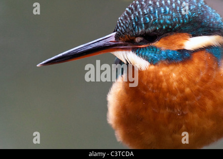Eisvogel - Alcedo atthis Stockfoto
