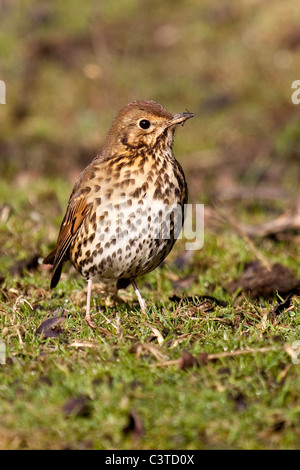 Singdrossel - Turdus philomelos Stockfoto