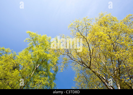 Birke (Betula Pendel) Bäume im Frühling, Ilkley, UK. Stockfoto