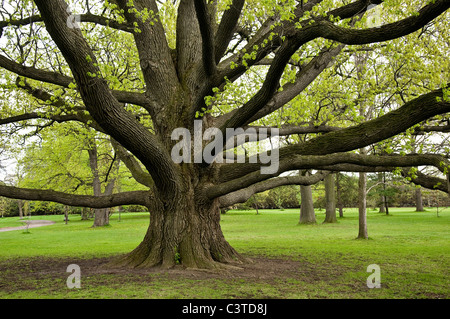 Große Eiche mit weitreichende Verzweigungen. Stockfoto