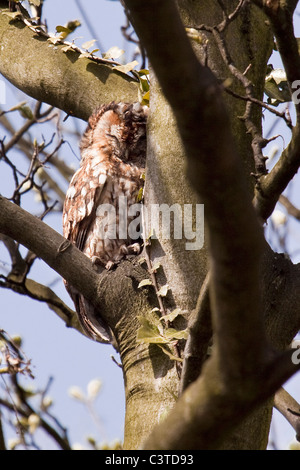 Waldkauz - Strix aluco Stockfoto