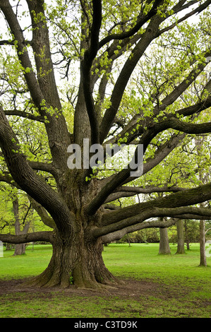 Große Eiche mit weitreichende Verzweigungen. Stockfoto