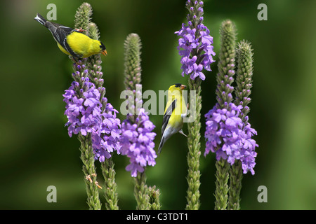 Zwei amerikanische Stieglitz Dining auf lila Blüten, Zuchtjahr Tristis, Photoshop Composite Stockfoto