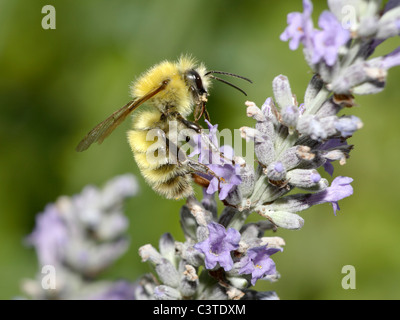 Die gemeinsame Carder Hummel, Bombus pascuorum Stockfoto