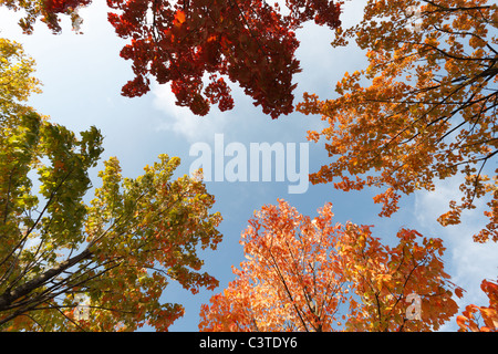 PIN-Eichen mit Herbstlaub Stockfoto