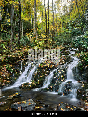 Ein Wasserfall und Herbstlaub In tolle Smoky Mountains National Park, Tennessee, USA Stockfoto
