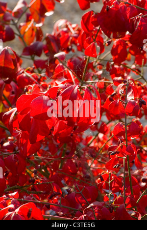 Rote Blätter im Herbst von der Spindel Baum, Euonymus alatus Stockfoto