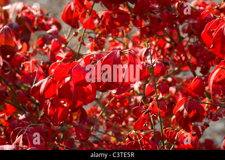 Die feurige Herbstfärbung des Baumes Spindel, Euonymus alatus Stockfoto