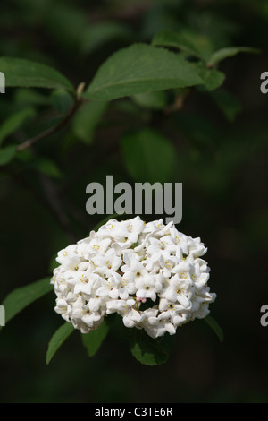 Viburnum x carlcephalum Stockfoto