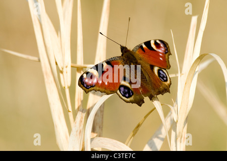 Tagpfauenauge - Aglais io Stockfoto