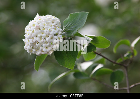 Viburnum x carlcephalum Stockfoto