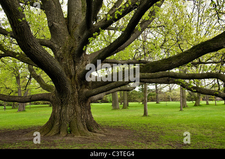 Große Eiche mit weitreichende Verzweigungen. Stockfoto