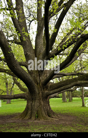 Große Eiche mit weitreichende Verzweigungen. Stockfoto