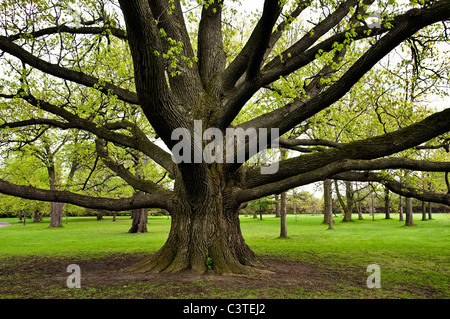 Große Eiche mit durch aufsuchende Filialen. Stockfoto