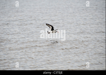 Ein Austernfischer fliegt niedrig über dem Meer. Stockfoto