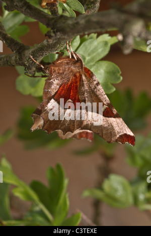 Lila Thorn (Selenia Tetralunaria) Stockfoto