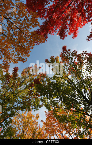 PIN-Eichen mit Herbstlaub Stockfoto