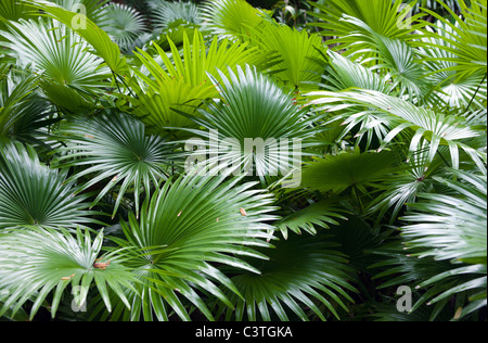 Haufen von Palm Blätter tropischer Regenwald-Hintergrund Stockfoto