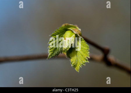 Frisch geschlüpfte Blätter an einem Baum Hazel. (Corylus Avellana) Stockfoto