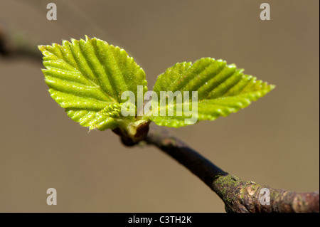 Frisch geschlüpfte Blätter an einem Baum Hazel. (Corylus Avellana) Stockfoto