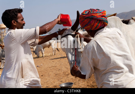 Indianer und das tägliche Leben während der jährlichen Kamel Messe in Pushkar, Rajasthan, Indien, Asien Stockfoto