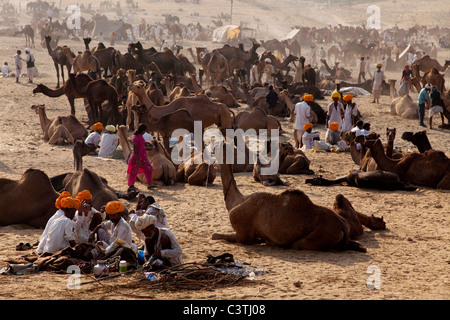 Indianer und das tägliche Leben während der jährlichen Kamel Messe in Pushkar, Rajasthan, Indien, Asien Stockfoto