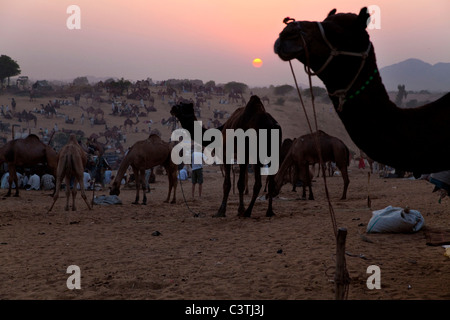 Indianer und das tägliche Leben während der jährlichen Kamel Messe in Pushkar, Rajasthan, Indien, Asien Stockfoto