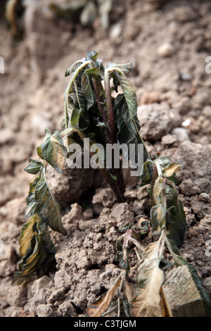 Frost beschädigt rote Herzog von York Kartoffelpflanzen auf einer Zuteilung Stockfoto