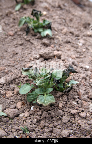 Frost beschädigt Anja Kartoffelpflanzen auf einer Zuteilung Stockfoto