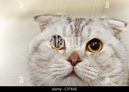 Porträt von hungrigen grauen schottischen Katze hautnah Stockfoto
