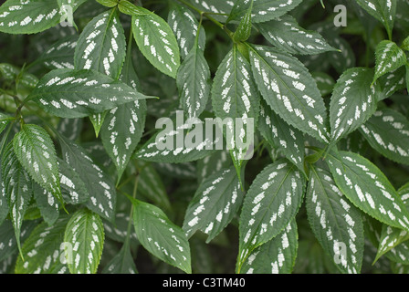 Üppige natürliche schließen sich tropische Blätter Stockfoto