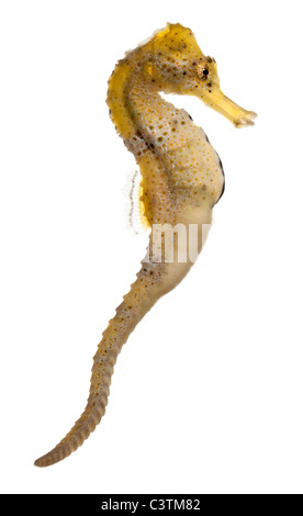 Longsnout Seepferdchen oder schlanke Seepferdchen, Hippocampus Reidi gelblich, vor weißem Hintergrund Stockfoto