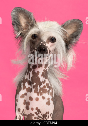 Chinese Crested Dog vor rosa Hintergrund Stockfoto