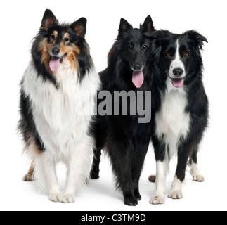 Collies stand vor weißem Hintergrund Stockfoto