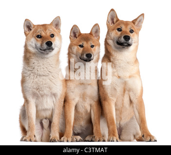 Drei Shiba Inu Welpen, 6 Monate alt, vor weißem Hintergrund Stockfoto