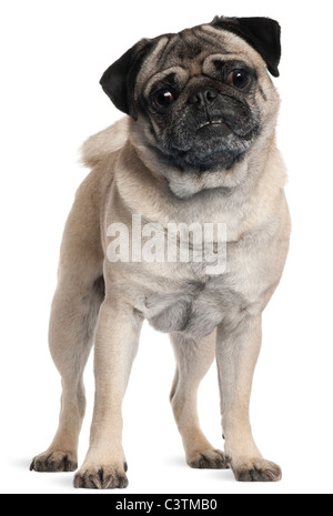 Mops, 2 und ein halbes Jahr alt, vor weißem Hintergrund Stockfoto