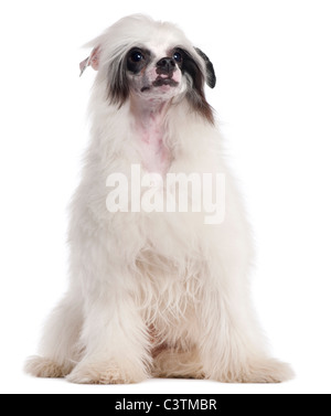 Chinese Crested Dog, 7 Monate alt, sitzt vor weißem Hintergrund Stockfoto