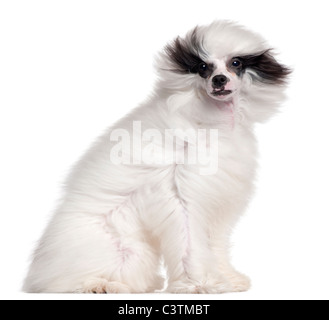 Chinese Crested Dog, 7 Monate alt, mit Haaren im Wind vor weißem Hintergrund Stockfoto