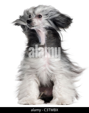 Chinese Crested Dog, 15 Monate alt, mit Haaren im Wind vor weißem Hintergrund Stockfoto