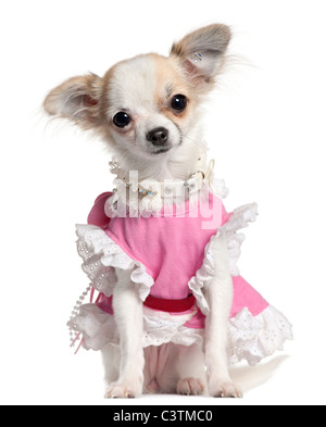 Chihuahua-Welpe in rosa Kleid, 6 Monate alt, sitzt vor weißem Hintergrund Stockfoto