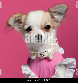 Nahaufnahme von Chihuahua-Welpe in rosa Kleid, 6 Monate alt, vor rosa Hintergrund Stockfoto