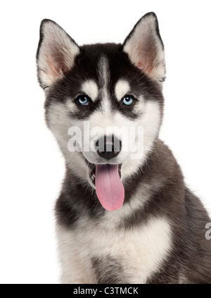 Nahaufnahme des Siberian Husky Welpen, 4 Monate alt, vor weißem Hintergrund Stockfoto