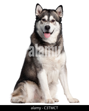 Alaskan Malamute, 2 Jahre alt, sitzt vor weißem Hintergrund Stockfoto