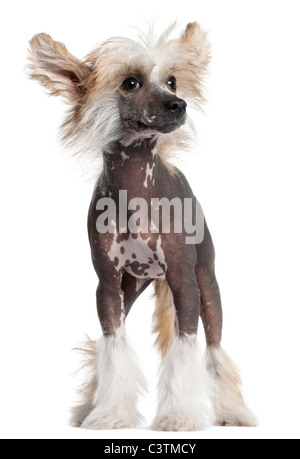 Chinese Crested Welpen, 4 Monate alt, vor weißem Hintergrund Stockfoto
