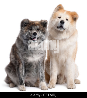 Akita Inu, 7 Jahre alt und 4 Jahre alt, sitzt vor weißem Hintergrund Stockfoto