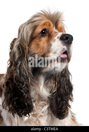 Nahaufnahme der American Cocker Spaniel, 1 Jahr alt, vor weißem Hintergrund Stockfoto