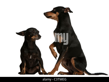 Zwergpinscher, 7 Jahre alt, und Deutsche Pinscher, 4 Jahre alt, sitzt vor weißem Hintergrund Stockfoto