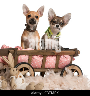 Chihuahua Welpen, 3 Monate alt, sitzen in Hund Bett Wagen mit ausgestopften Tieren vor weißem Hintergrund Stockfoto