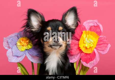 Nahaufnahme von Chihuahua Welpen mit Blumen, 6 Monate alt, vor rosa Hintergrund Stockfoto