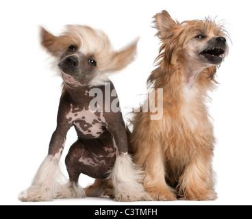 Chinese Crested Dog Welpen, 4 Monate alt, und Chinese Crested Dog, 7 Jahre alt, sitzt vor weißem Hintergrund Stockfoto